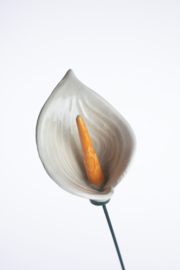 Calla Grande - Bianco