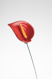 Calla Grande - Rosso