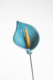 Calla Grande - Celeste