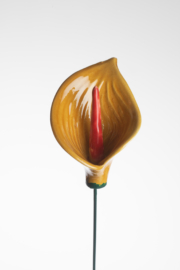 Calla Grande - Ocra