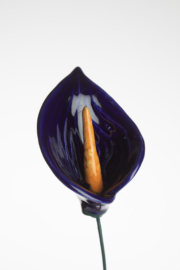 Calla Grande - Blu