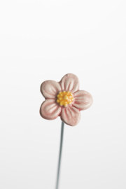 Non ti scordar di me - Rosa