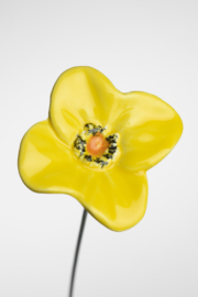 Papavero grande - Giallo