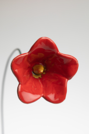 Petunia - Rosso