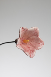 Petunia - Rosa