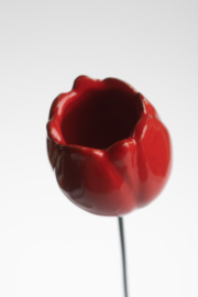 Tulipano - Rosso