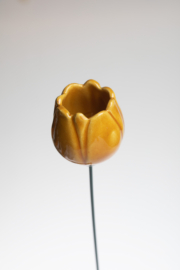 Tulipano - Ocra