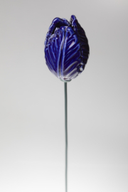Tulipano screziato - Blu