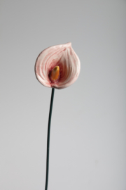 Calla Media - Rosa