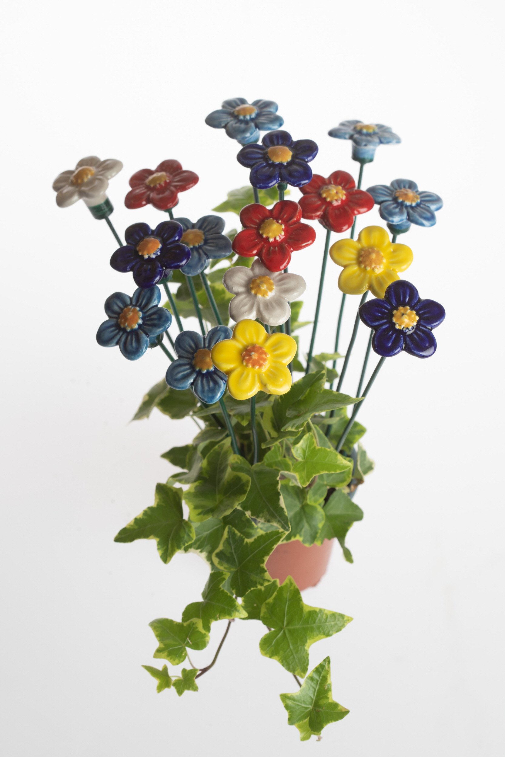 Non ti scordar di me 7 fiori